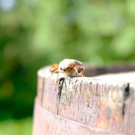 Apartament Schwarzwild - Und Ferienzimmer *