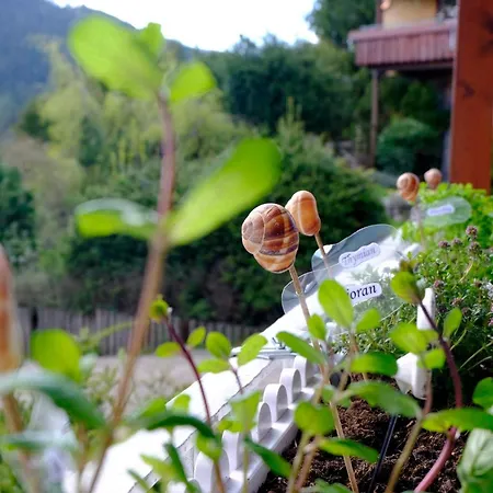 Schwarzwild - Und Ferienzimmer