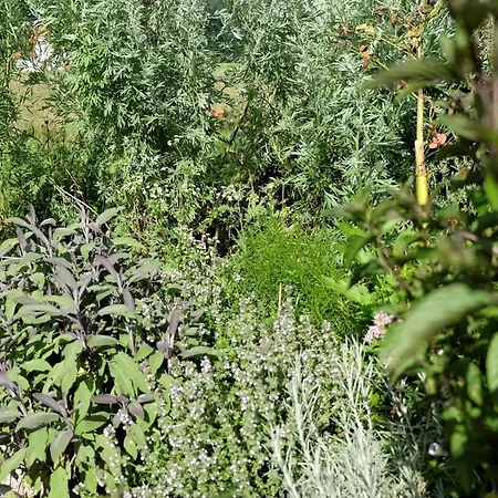 Schwarzwild - Und Ferienzimmer